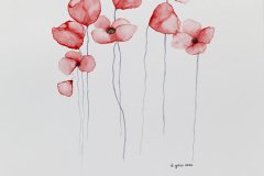 Coquelicots #01